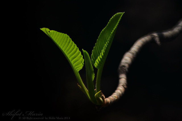 Emerging of new life (2)