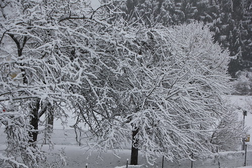 schnee winter snow france tree landscape arbol hiver nieve paisaje arbres invierno neige lorraine baum winterlandschaft paysagedhiver etzling histgeo
