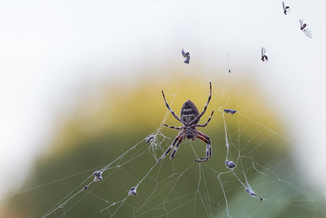 Garden spider 2015-02-14 (IMG_6232)