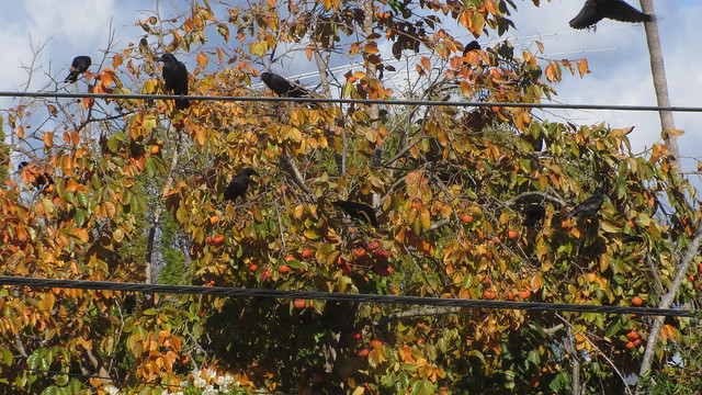 IMG_8830 crows in persimmon goleta
