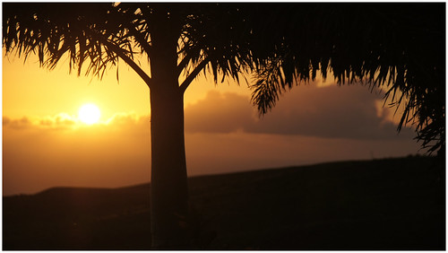 ranch sunset silhouette island hawaii coast big palm malia hale kohala