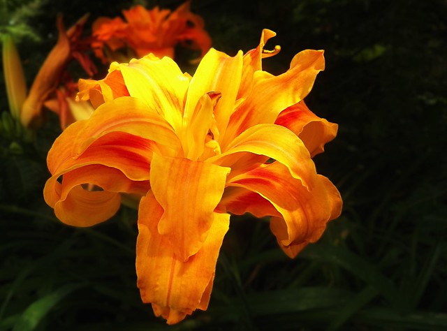 Double Daylily in Shaded-Garden