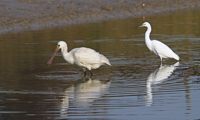 Little Egret and Spoonbill