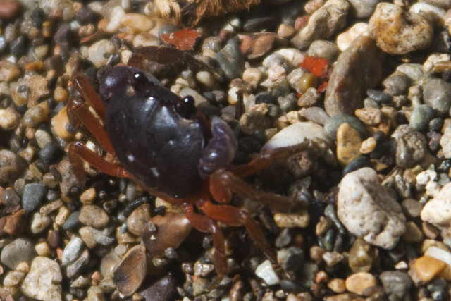 Baby Haloween Crab