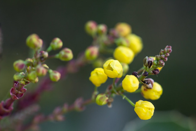San Diego Barberry/Mahonia amplectens