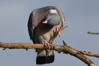 Woodpigeon | by nick Stacey