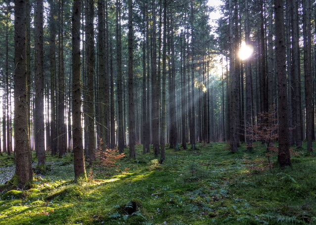 Deisenhofener Forst