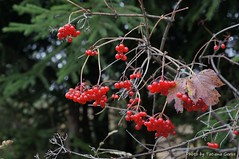 Siberian cranberry-bush - Калина (Viburnum)