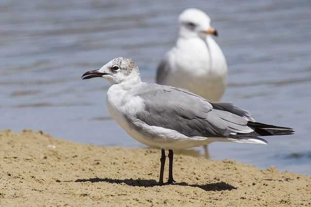 Laughing Gull, 2nd Cycle