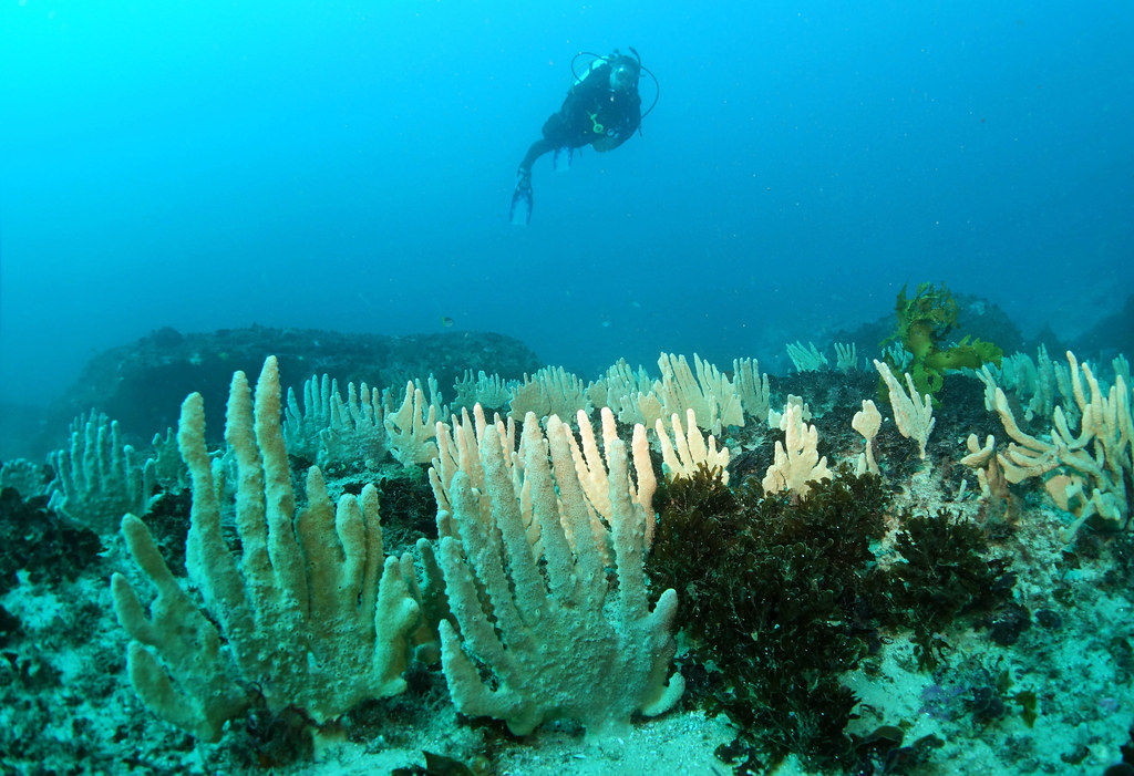 Hands up for marine conservation! Slimy lemon sponge - Myc… | Flickr