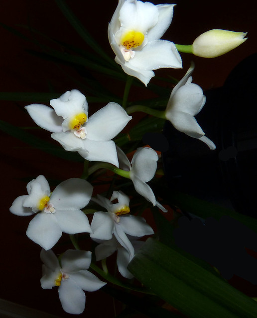 Cuitlauzina (Osmoglossum) pulchellum species orchid 1-15*