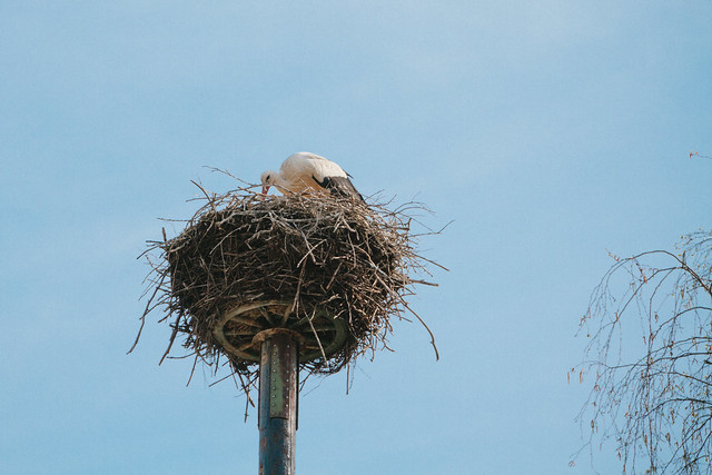 Stork nesting
