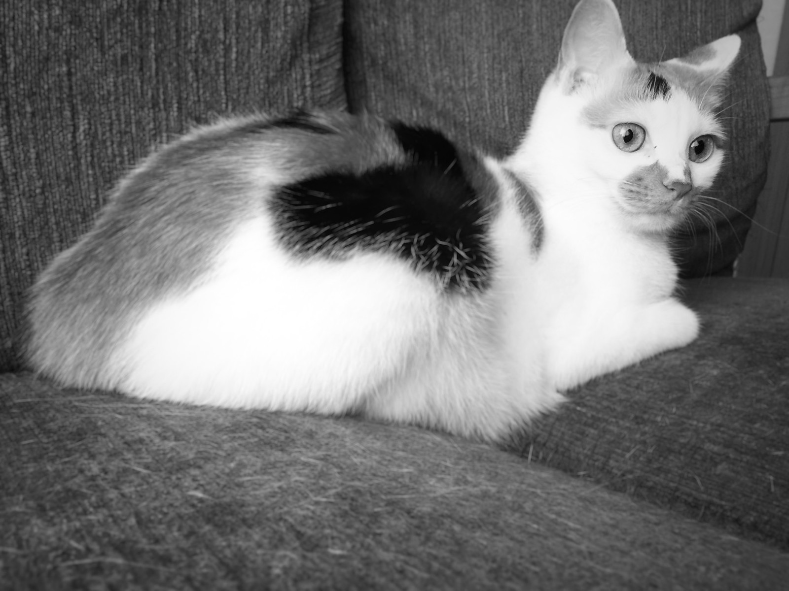 三毛猫のモノクロ写真 猫の写真素材 Cat Press キャットプレス