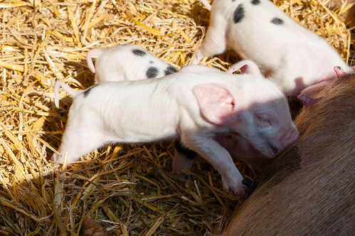 Tiny piglets, Northycote
