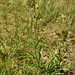 Flickr photo 'Silene latifolia Poiret' by: chemazgz.