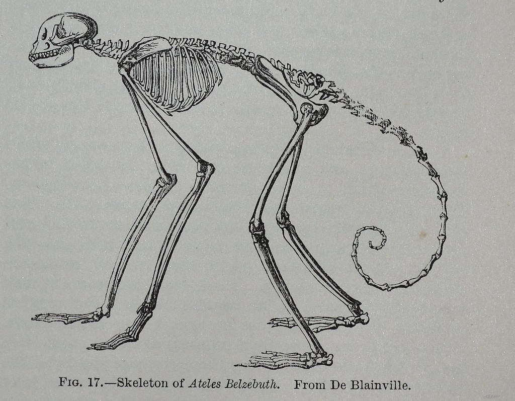 Spider Monkey skeleton - Encyclopaedia Britannica 1878.