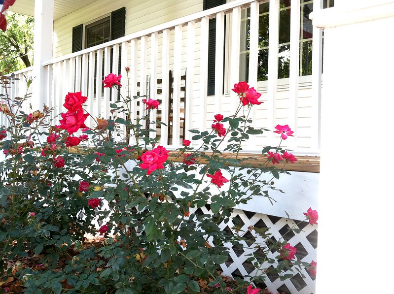 knockout rose bushes