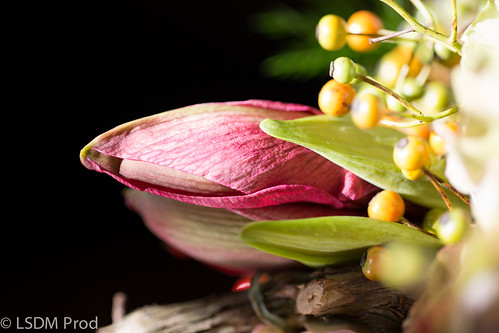 Pure # 1 | by LSDM Photos