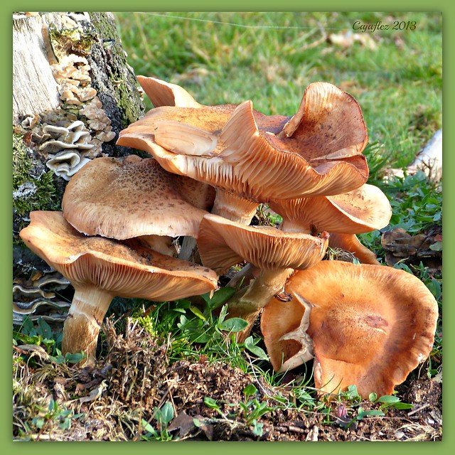 A sloppy village of mushrooms