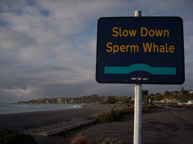 Slow down sperm whale sign.