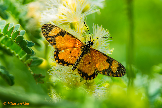 Dancing Amber (Telchinia serena)