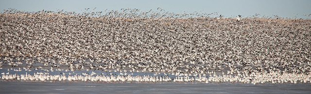 Snow Geese - Exploding into the Air