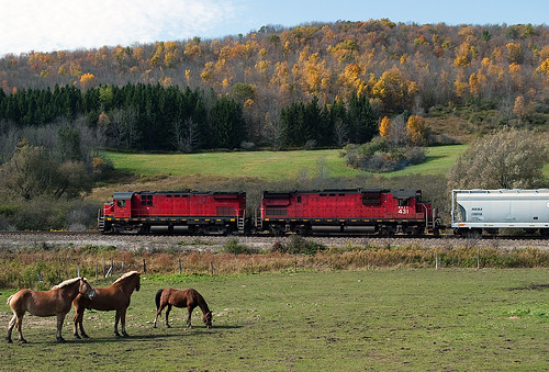 railroad horses horse train fallcolors fallfoliage pony freighttrain alco mlw c430 montreallocomotiveworks c424 ol4 alcolocomotive wnyp mlwc424 wnyp4228 wnyp431 westernnewyorkpennsylvaniarr alfredstationny westernnewyorkrailroads