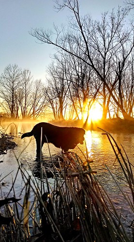 dog pets water creek sunrise outdoors golden friend hdr