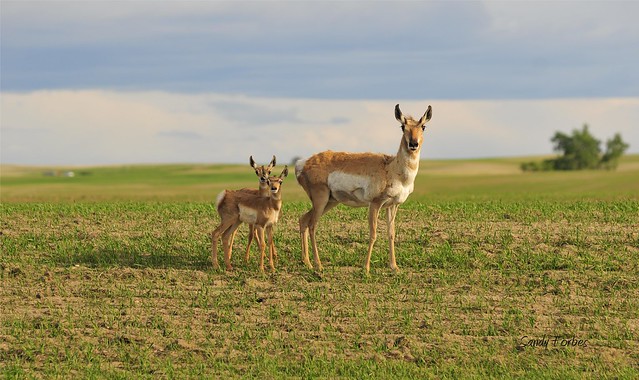 Antelope and twins