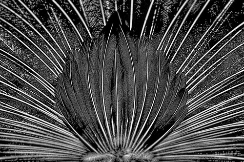 Peacock Tail Feathers | by bobrizz1