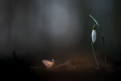 Snowdrop & moth | by MichaSauer
