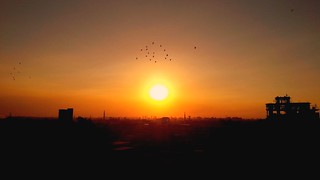 Sunset with flying pigeon