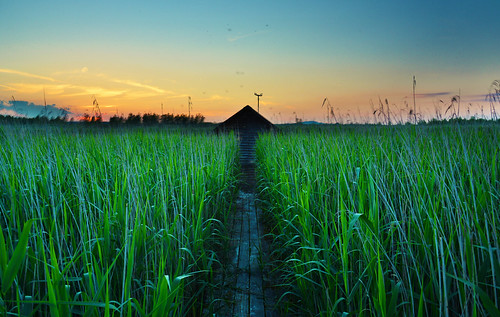 Little house in the reeds by Nils van Rooijen, sunset plants house building reed nature germany landscape solitude bad unesco boardwalk serene fede