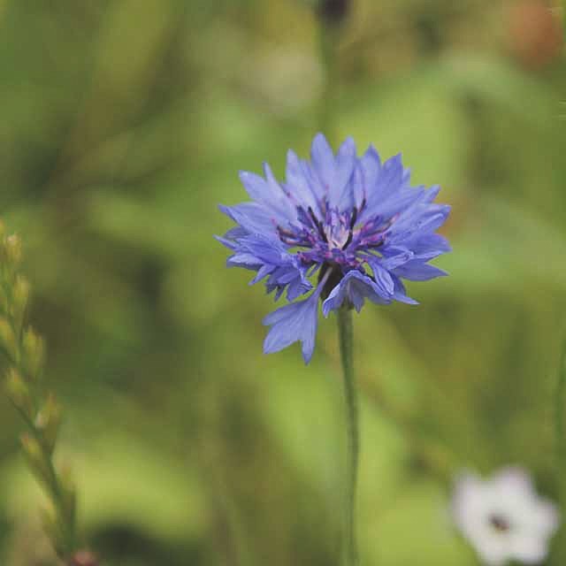 Blaue Kornblume  (Centaurea cyanus)