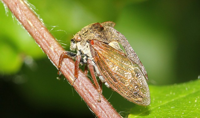 Treehopper  Centrotus cornutus