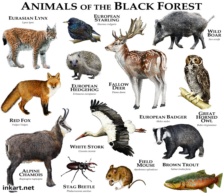 Animals of the Black Forest | Fine art illustration of some … | Flickr