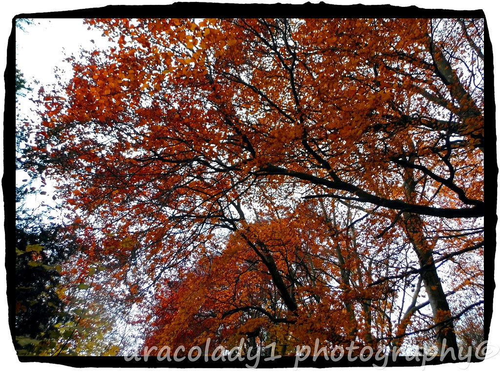 Some trees | Flickr