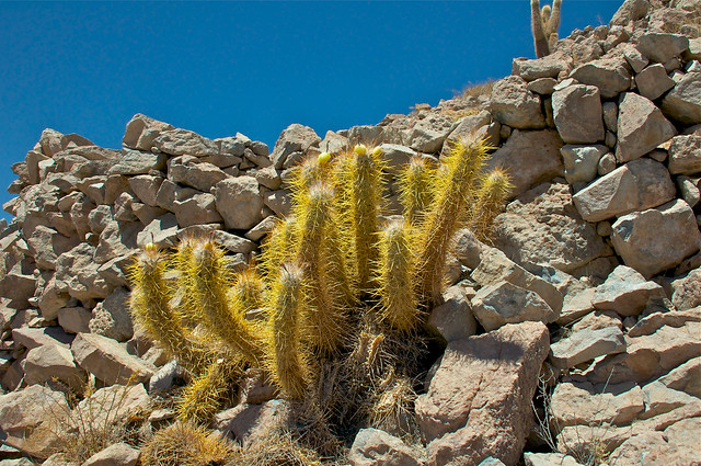 Cactus con fruto (Oreocereus leucotrichus). Pucará de Cupo. Calama. Chile.