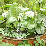 Sonia's Garden - Tagaytay
