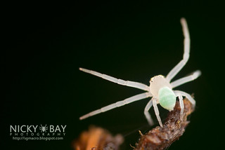 Crab Spider (Thomisidae) - DSC_4480