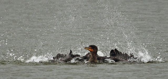 Double Crested Cormorant - 148a12c3