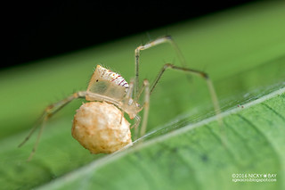 Comb-footed spider (cf. Meotipa sp.) - DSC_1328