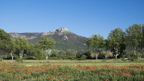 trees mountain poppies provence sycamores platanes trets challengeyouwinner montolympe titole nicolefaton