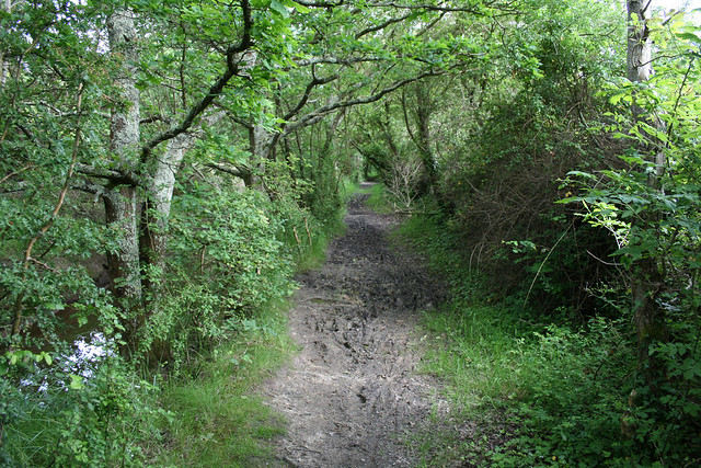 Woodland near Hythe