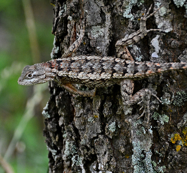 Texas spiny tree lizard