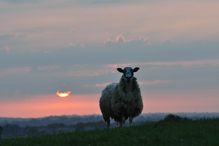 Ewe at sunset