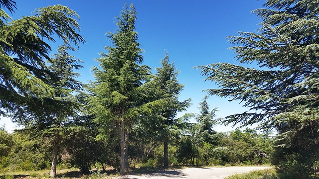 Forêt de cèdres du Lubéron 27 juin 2016