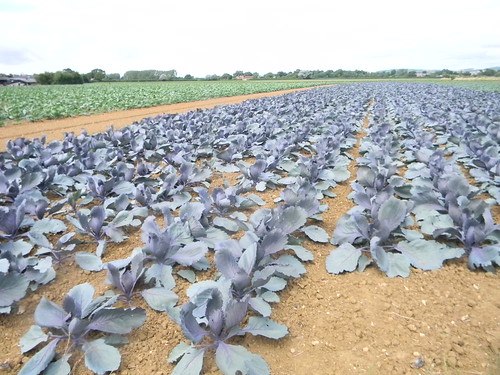 Red cabbage Southbourne to Chichester