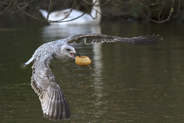 Juvenile gull and bread roll