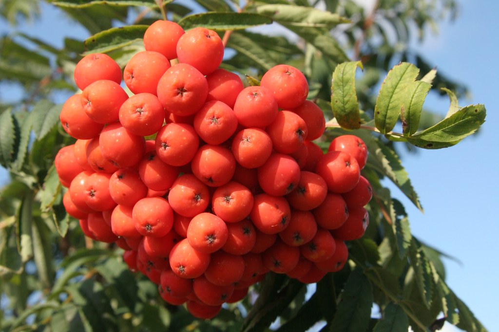 rowan berries sorbus Businka | rowan berries sorbus Businka … | Flickr
